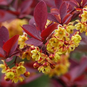 Könnte beinhalten: Nahaufnahme eines Zweigs eines Berberitzenstrauchs mit leuchtend gelben Blüten und tief roten Blättern.