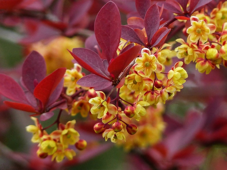 50 Berberis vulgaris seeds. Épine-vinette, Zuurbes, Berberitzen, Ruostehappomarja, Raugerškiai, Bārbele, žutika, Dracilă, Berberys, セイヨウメギ image 1