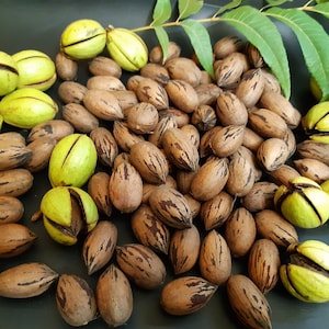 Könnte beinhalten: Eine Nahaufnahme einer Sammlung von Pekannüssen, einige in der Schale und einige geschält. Die Pekannüsse sind auf einer dunklen Oberfläche mit ein paar grünen Blättern im Hintergrund angeordnet.