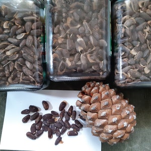 50 Pinus pinea seeds Stone pine, Pin parasol, Parasolden, Steinkiefer, Pinija Pinje Piinia, Sosna pinia, Borovice pinie, pušis bonsai seeds