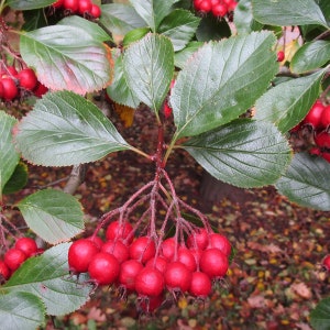 50 Plumleaf hawthorn seeds (Crataegus persimilis). Aubépine, Weißdorne, Meidoorn, Hvidtjørn, Viirpuu, Orapihlajat, Gudobelė, Hagtornssläktet