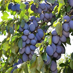 40 Samen von Stanley Plum, Prunus heimischa. Blaue Pflaume, Pflaume, Pflaume, Zwetschge, Sviskon, Zwetschke, Quetsch, Kwetsen, Zwetsche