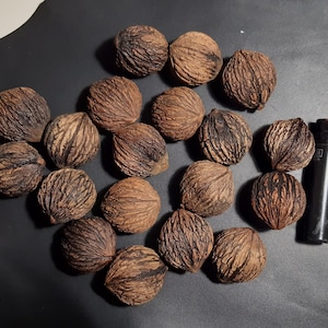 14 Semillas de nuez negra (Juglans nigra) Noyer noir, Schwarznuss, Zwarte walnoot, Sort valnød, Orzech czarny, Mustajalopähkinä, Svart valnöt