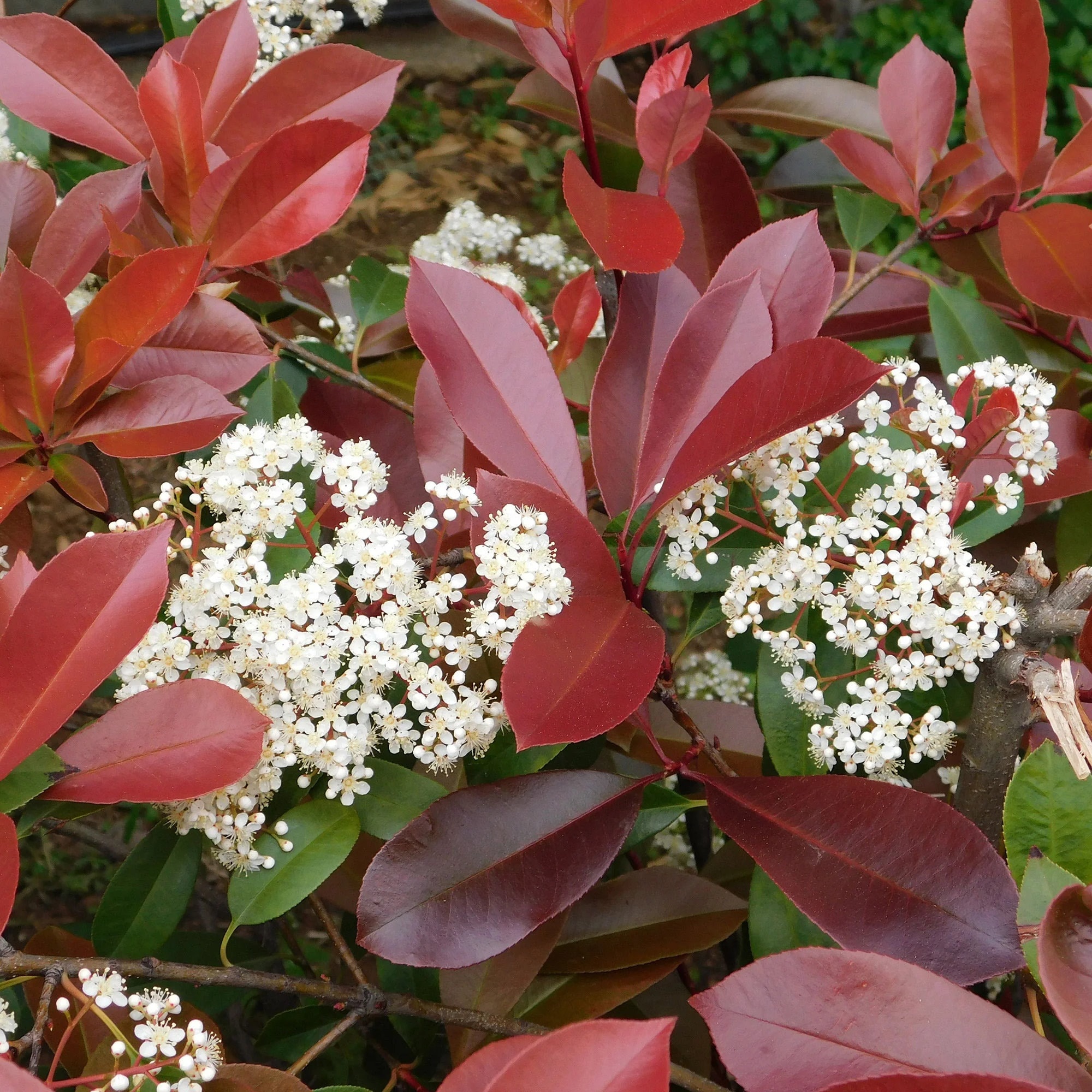 10 frische Stecklinge von Photinia (Photinia x fraseri) Rote Spitze, Rote  Spitze, Glansmispel, Glanzmispeln, Gloogownik, Punamarjat, Blskalka,   - Etsy.de