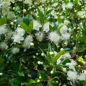 Pode incluir: Um arbusto denso de murta com folhas pontiagudas de um verde escuro brilhante e numerosas pequenas flores brancas em forma de estrela com estames plumosos proeminentes. Botões redondos de cor verde claro estão espalhados pela folhagem.