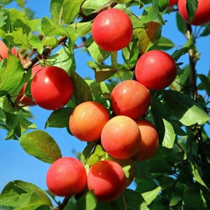 50 Röda Afaska-plommonfrön – Prunus domestica