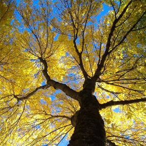 Puede incluir: Una vista desde abajo de un árbol con un tronco grueso y marrón y ramas que se extienden hacia un cielo azul brillante. Las hojas del árbol son de un amarillo vibrante, creando un contraste con el cielo.