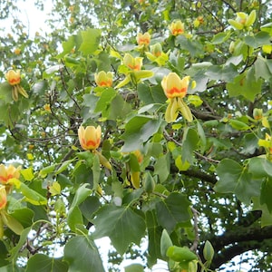 100 Tulip tree seeds (Liriodendron tulipifera). Lännentulppaanipuu, Tulpenbaum, Tulipier de Virginie, 백합나무, ユリノキ, Tulpanträd, Tulipantræ