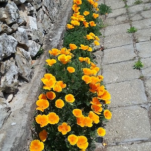 500+ California poppy seeds (Eschscholzia californica), Pavot de Californie, Kalifornischer Mohn, Slaapmutsje, Kaliforniantuliunikko