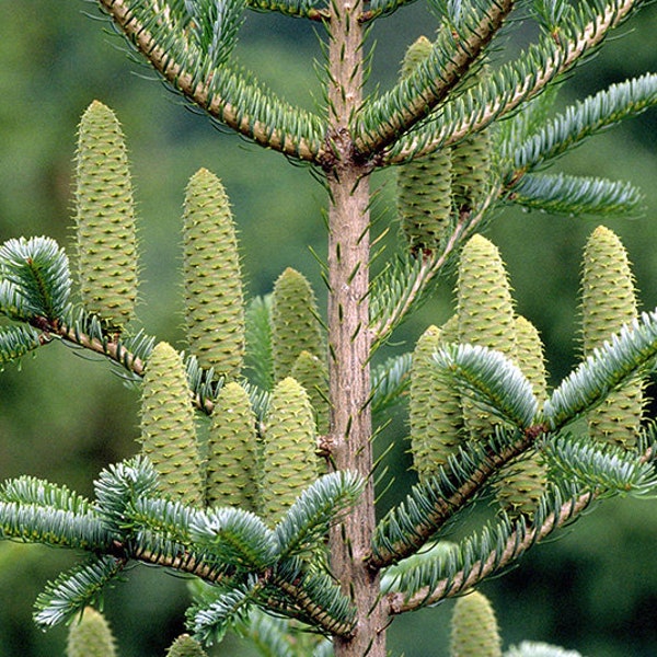 100 Samen Weißtanne (Abies alba) Rottanne, Gewone zilverspar, Sapin blanc, Weiß Tanne, Abeto Común, Abeto-Prateado, Almindelig ædelgran