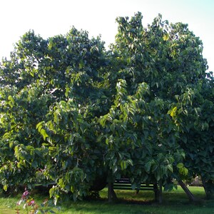 10 Black Mulberry Cuttings (morus Nigra) Mûrier Noir, Schwarze ...