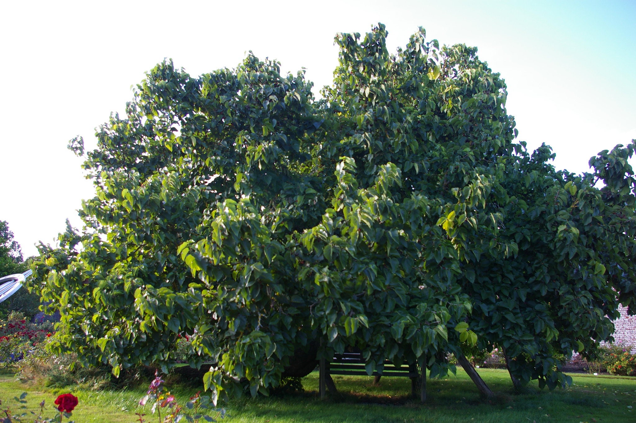 10 Black Mulberry Cuttings (morus Nigra) Mûrier Noir, Schwarze ...