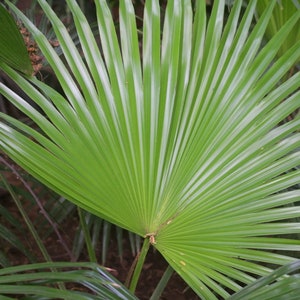 100 Trachycarpus fortunei seeds. Windmill palm, Palmier à chanvre, Chinesische Hanfpalme, Hørpalme Vindmøllepalme Kuitupalmu Väderkvarnspalm