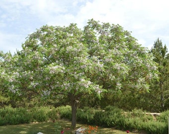 Semi Di L'albero Dei Rosari O Albero Dei Paternostri (Melia