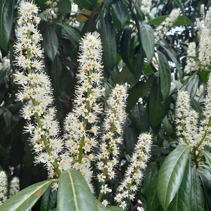 100 Cherry laurel seeds, 100 Prunus laurocerasus saatgut, Laurierkers, Lorbeerkirsche, Laurier-cerise, laurel cerezo, lauroceraso