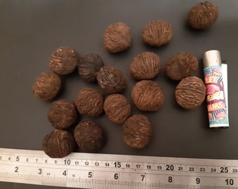 20 Black walnut seeds (Juglans nigra) Noyer noir, Schwarznuss, Zwarte walnoot, Sort valnød, Orzech czarny, Mustajalopähkinä, Svart valnöt