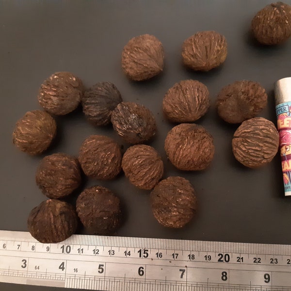 20 Black walnut seeds (Juglans nigra) Noyer noir, Schwarznuss, Zwarte walnoot, Sort valnød, Orzech czarny, Mustajalopähkinä, Svart valnöt