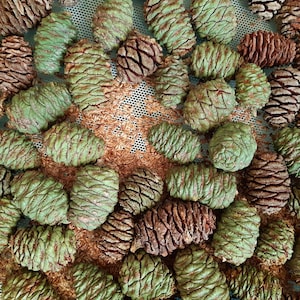 Może przedstawiać: Zbliżenie na kolekcję szyszek, niektóre są zielone, a niektóre brązowe. Szyszki są ułożone na siatce.