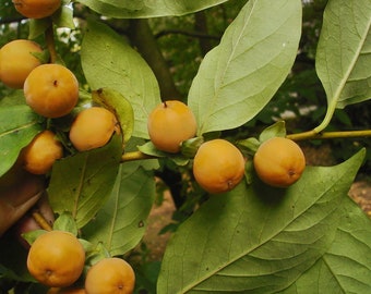 100 Caucasian Persimmon seeds (Diospyros lotus) Date-plum, Plaqueminier lotier, Lotusboom, Lotuspflaume, Daddelplomme, Taateliluumu,