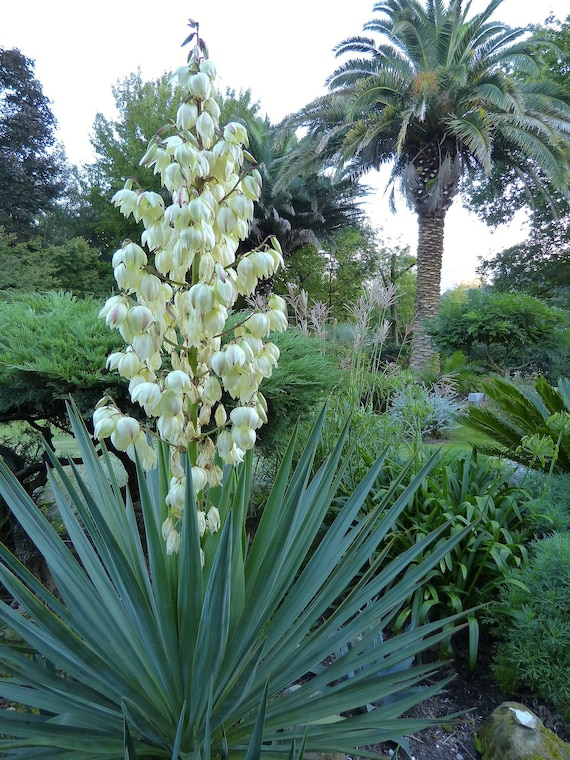 100 Yucca Gloriosa Seeds. Kerzen-palmlilie, Yucca Superbe, Daga Espaola,  Palmlilja, Palmlelie, Jukka, Jukat, Palmliljeslktet, Juka - Etsy Denmark