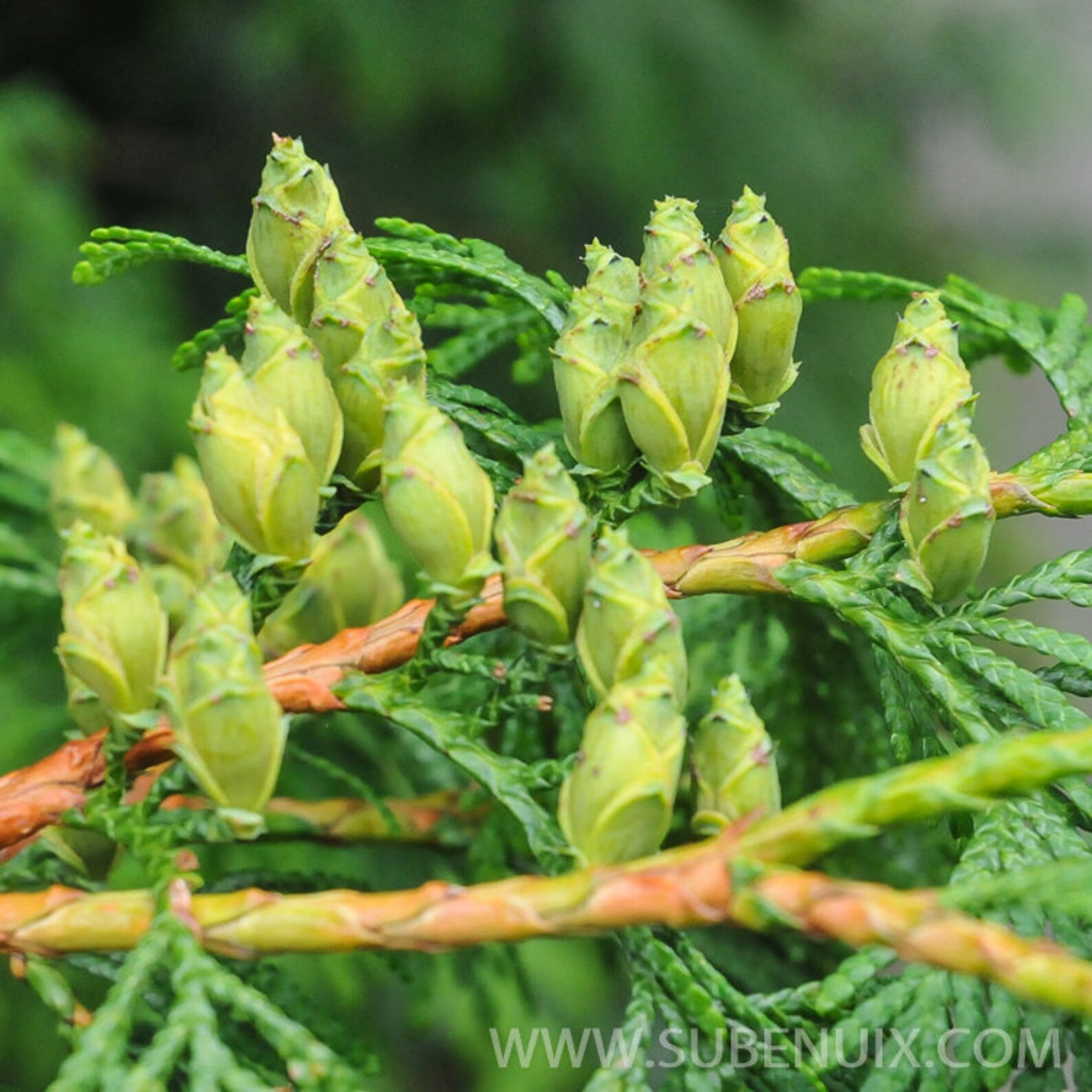 200 seeds Western red cedar. 200 fresh viable seeds Thuja Etsy