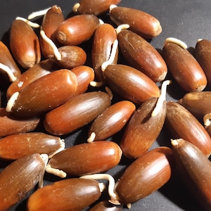 30 semi di cerro (Quercus cerris) quercia austriaca, Zerreiche, Chêne chevelu, Cerro, Moseik, Roble cabelludo, Frynseeg, Turkintammi