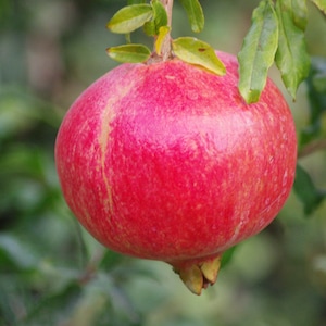Puede incluir: Una granada roja madura colgando de una rama con hojas verdes.