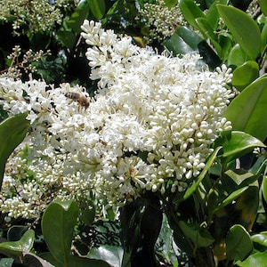 Puede incluir: Primer plano de un arbusto blanco en flor con hojas verdes. Una abeja está posada en las flores.