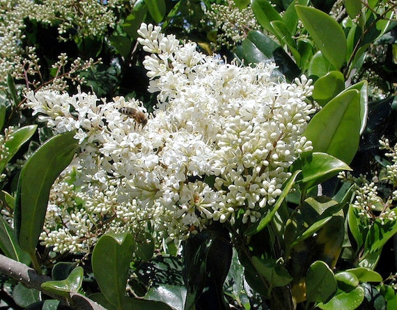 100 Samen Japanischer Liguster/Ligustrum japonicum, Japanischer Liguster,  Trone du Japon, Aligustron, Yapon birgz,  - Etsy Schweiz
