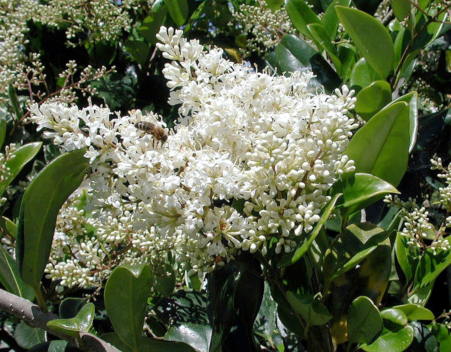 100 Samen Japanischer Liguster/Ligustrum japonicum, Japanischer Liguster,  Trone du Japon, Aligustron, Yapon birgz,  - Etsy.de