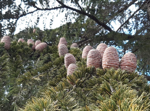 ヒマラヤスギの種1000個。 1000 の生存可能な種子 Cedrus deodara