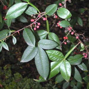 100 Sichuan pepper seeds (Zanthoxylum armatum) Rattan pepper, Timut, Timur,