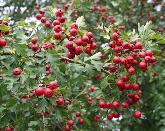 50 Common Hawthorn Seeds (crataegus Monogyna) Eingriffeliger, Weidorn,  Aubpine Monogyne, Eenstijlige Meidoorn, Majuelo, Biancospino - Etsy Finland