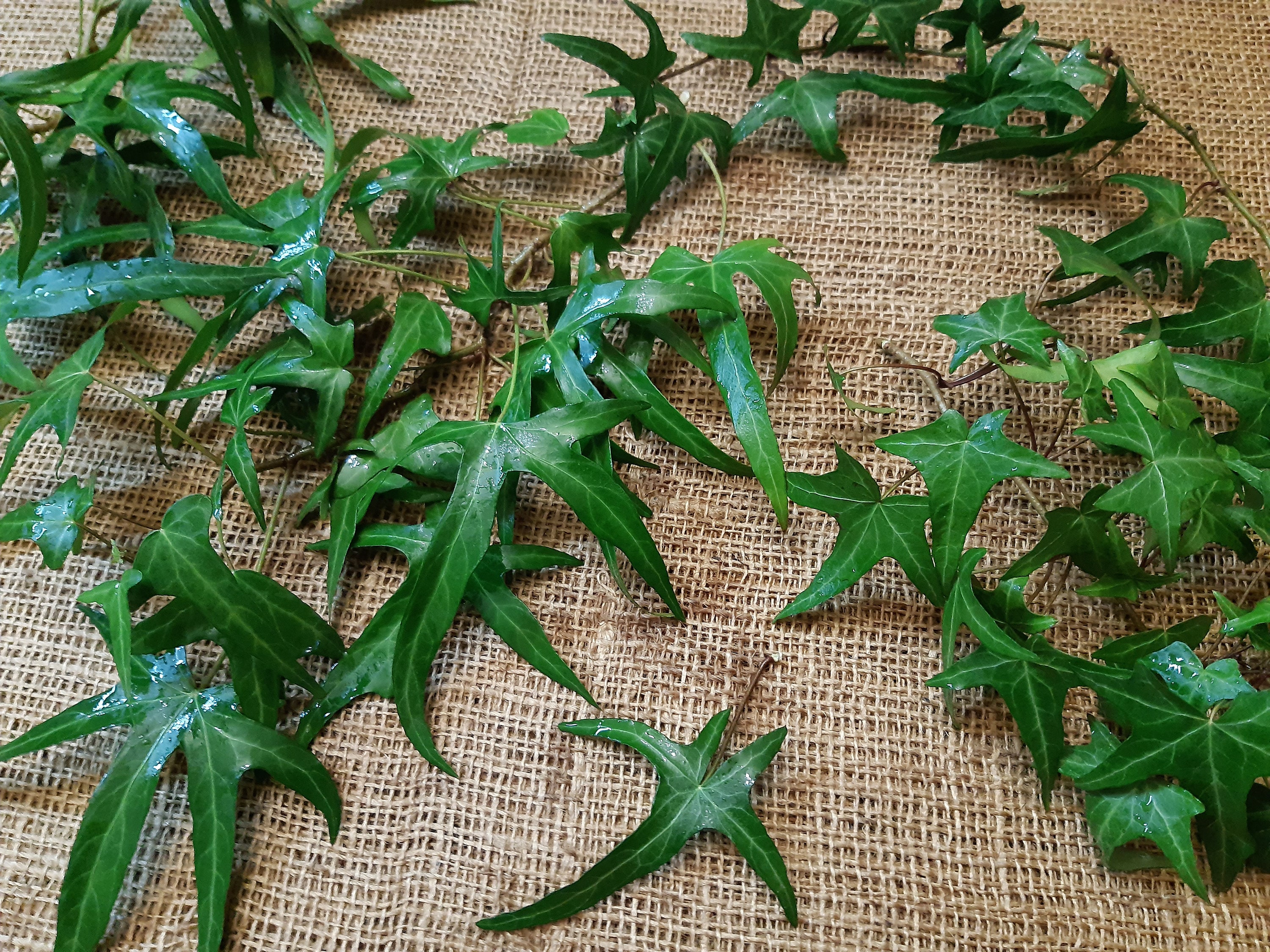 Buy 10 Arrow Ivy Cuttings (hedera Helix Sagittifolia) Klimop Lierre  Grimpant, Gemeiner Efeu Geben Lipik Brljan, Vedbend, Murgrna, Efy  Online in India - Etsy