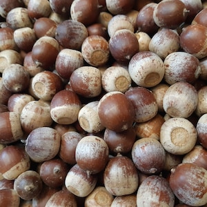 Può includere: Primo piano di un mucchio di ghiande. Le ghiande hanno un cappuccio marrone e un corpo color beige chiaro. Le ghiande sono di varie dimensioni e forme, e alcune hanno un aspetto leggermente usurato.