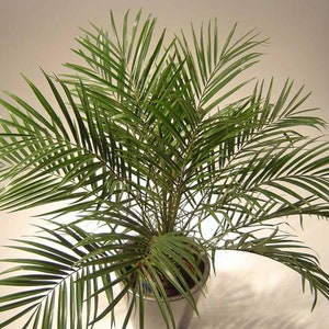 100 Date Palm seeds (Phoenix dactylifera) Palmier-dattier, Dattelpalme, Daddelpalme, Datulinis finikas, Datljevec, Välimerentaateli