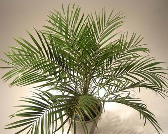 現在、この商品の在庫はありません - Etsy