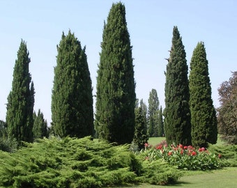 100 nasion cyprysika włoskiego. 100 świeżych żywotnych nasion Cupressus sempervirens. Cyprysik toskański śródziemnomorski, Zypresse, ciprés, cyprès, cipres