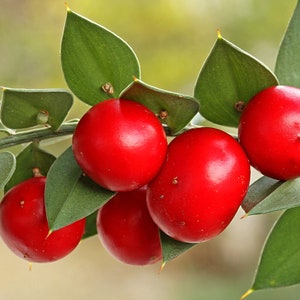 30 Butcher's broom seeds Ruscus aculeatus herb, Fragon petit-houx, Stechender Mäusedorn, ナギイカダ, Musetorn, Pikkuruskus, Gilbardeira image 6