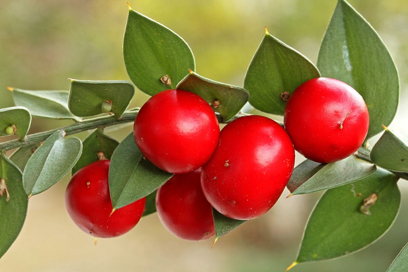 30 Butcher's broom seeds Ruscus aculeatus herb, Fragon petit-houx, Stechender Mäusedorn, ナギイカダ, Musetorn, Pikkuruskus, Gilbardeira image 6