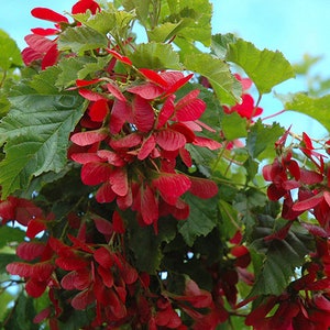 Puede incluir: Primer plano de una rama de árbol con semillas de arce rojas y hojas verdes contra un cielo azul.