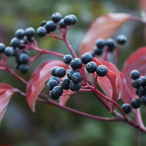 100 gewöhnliche Hundeholzsamen 100 Cornus sanguinea Samen Rode kornoelje, Roter Hartriegel, Cornouiller sanguin, sanguino, Rød Kornel, sanguinella