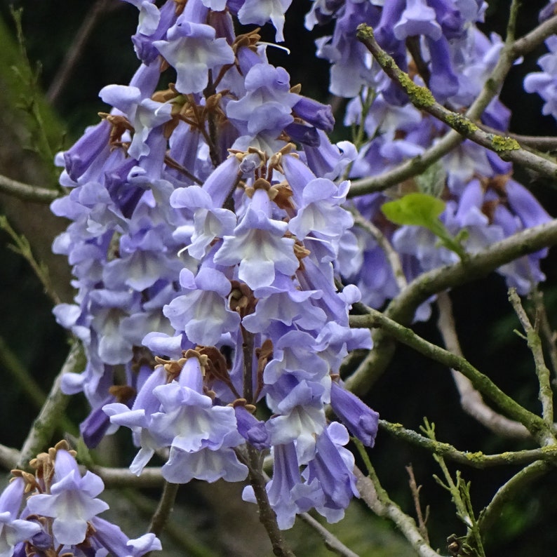 500+ Paulownia Tomentosa Seeds. Paulownien, Kejsertræ, Paulovnia ...