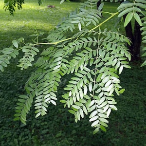 100 Thornless Honeylocust seeds (Gleditsia triacanthos var. inermis) Févier d&#39;Amérique, Gleditschie, Almindelig tretorn, spino di Giuda,