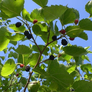 10 Black Mulberry Cuttings (morus Nigra) Mûrier Noir, Schwarze ...