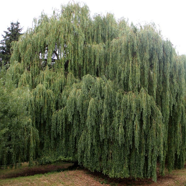 20 boutures de saule pleureur (Salix babylonica pendula) Saule pleureur, Echte Trauerweide, Treurwilg, Sauce llorón Tårpil, Itkusalava,