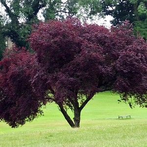 50 Purple Leaved Plum seeds. 50+ seeds Prunus cerasifera &#39;Nigra&#39;/ Black Cherry Plum tree/ Prunus &#39;Blaze&#39;/ Prunus &#39;Pissardii Black&#39;