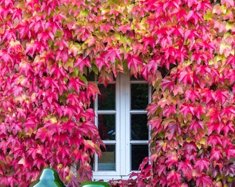 100 semillas de hiedra de Boston, Parthenocissus tricuspidata, enredadera japonesa, Vigne-vierge, Oosterse wingerd, Dreispitzige Jungfernrebe, parra virgen