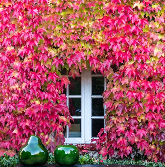 100 Samen Boston Ivy, Parthenocissus tricuspidaten, Japanische  Schlingpflanze, Vigne-vierge, Oosterse wingerd, Dreispitzige Jungfernrebe,  Parra Virgen - Etsy sterreich