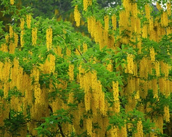 100 Golden rain seeds. 100 seeds Laburnum anagyroides/ Gemeiner Goldregen/ Cytise/ Goudenregen/ maggiociondolo/ laburno